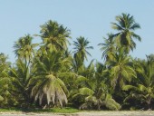 cocos