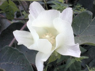 katoenplant in bloei