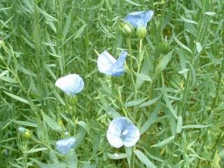 Vlasbloem
