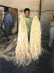 Raphia