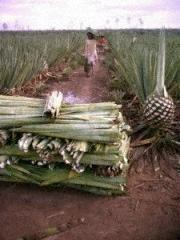 sisalplantage