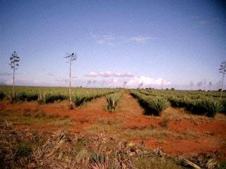 sisalplantage