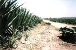 sisalplantage