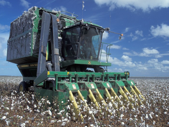 la récolte du coton