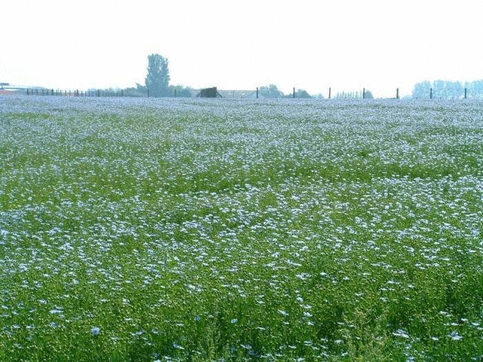 Vlasveld in bloei